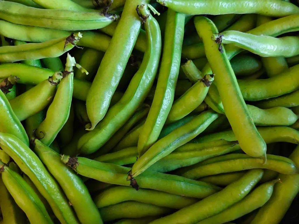 Fève des marais LCR (250gr)