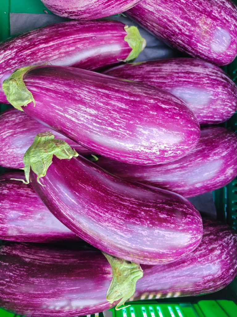 Aubergine Graffiti BIO (300gr)