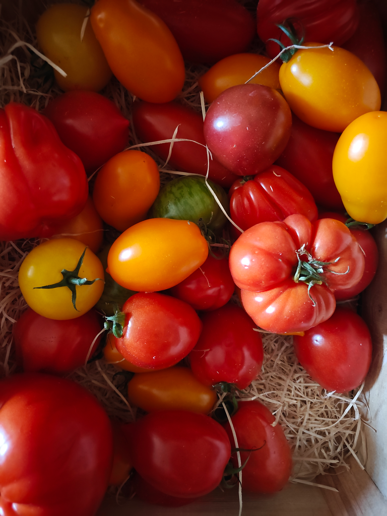 Tomate ancienne Mix BIO (500gr)
