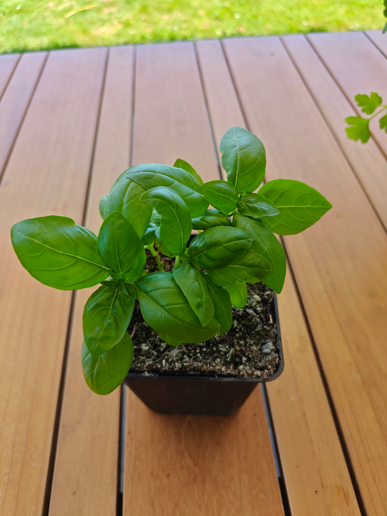 Plant - Basilic LCR