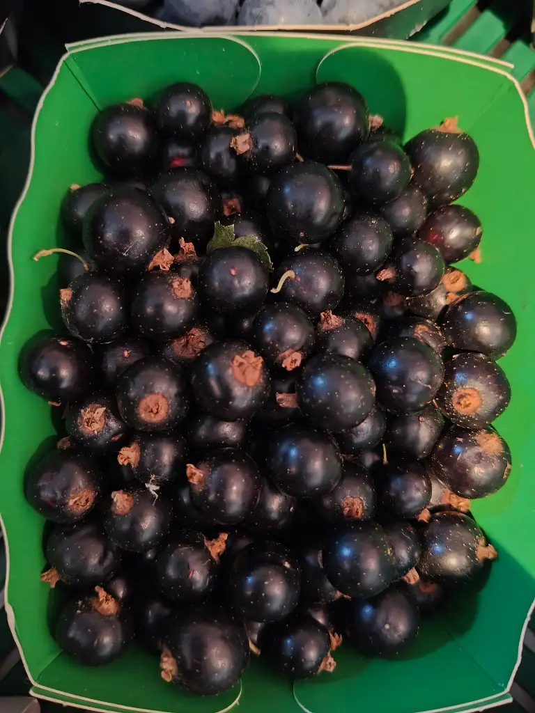 Zwarte bessen BIO (125gr)