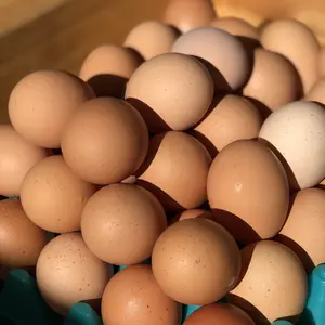 Oeufs BIO