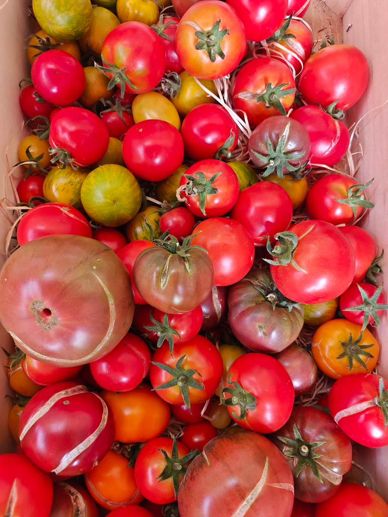 Tomate ancienne LCR (500gr)