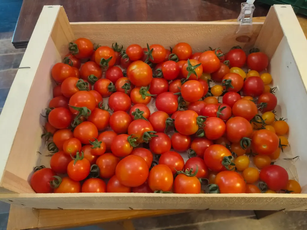 Kerst/cocktailtomaten LCR (500gr)