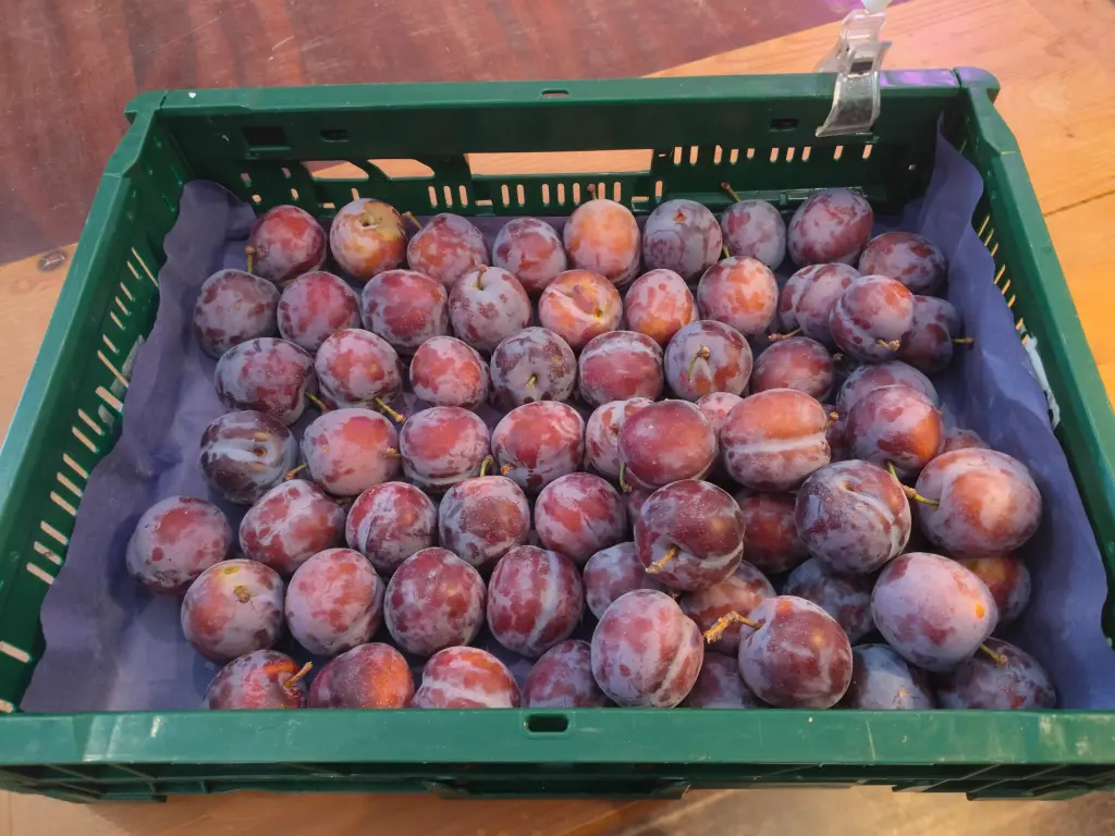 Pruim - Rood BIO (250gr)