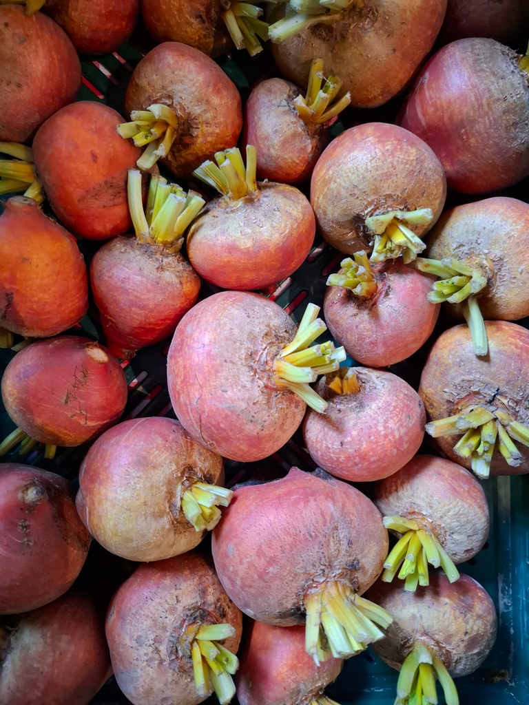 Betterave jaune Boldor LCR (500gr)