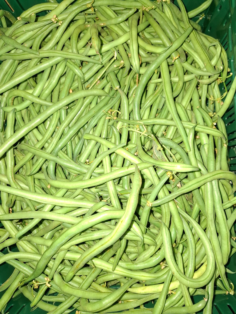 Haricot vert BIO (250gr)