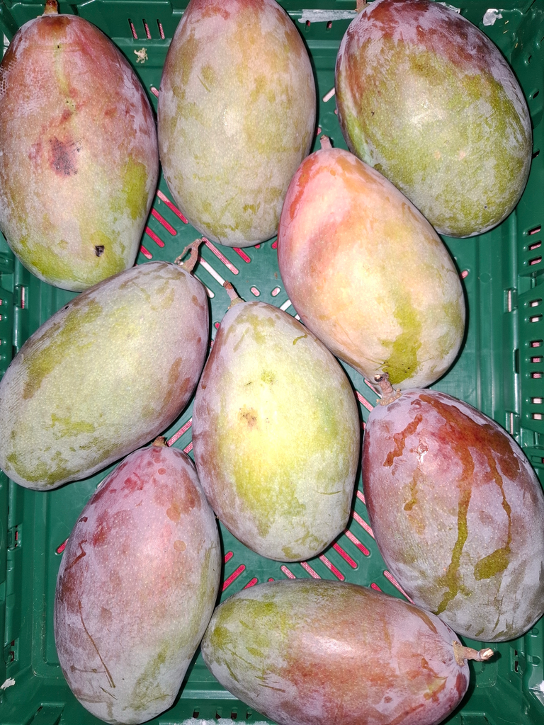 Mangue BIO (+/- 400gr)
