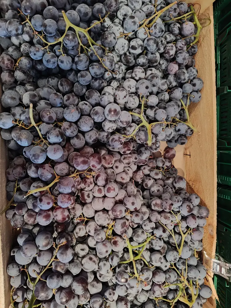 Raisin Muscat de Hambourg BIO (500gr)
