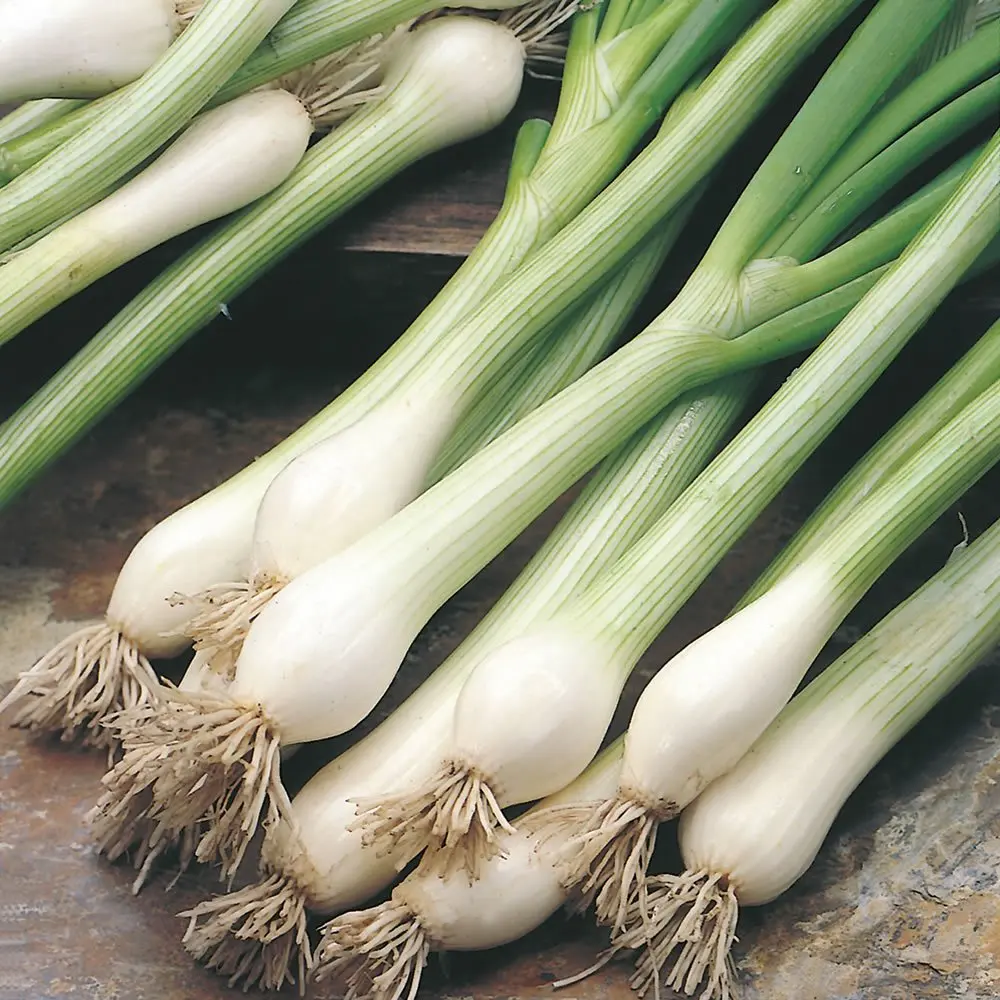 Oignon Ciboule (botte)