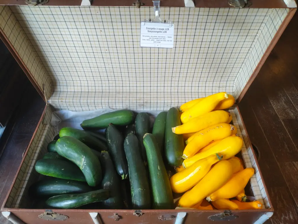 Courgette à soupe LCR (2.5Kg)