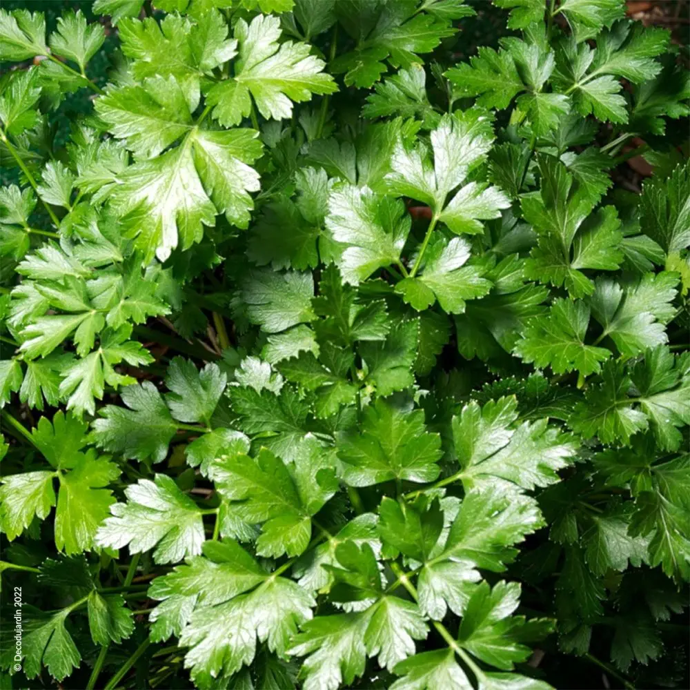 Flat-Leaf Parsley