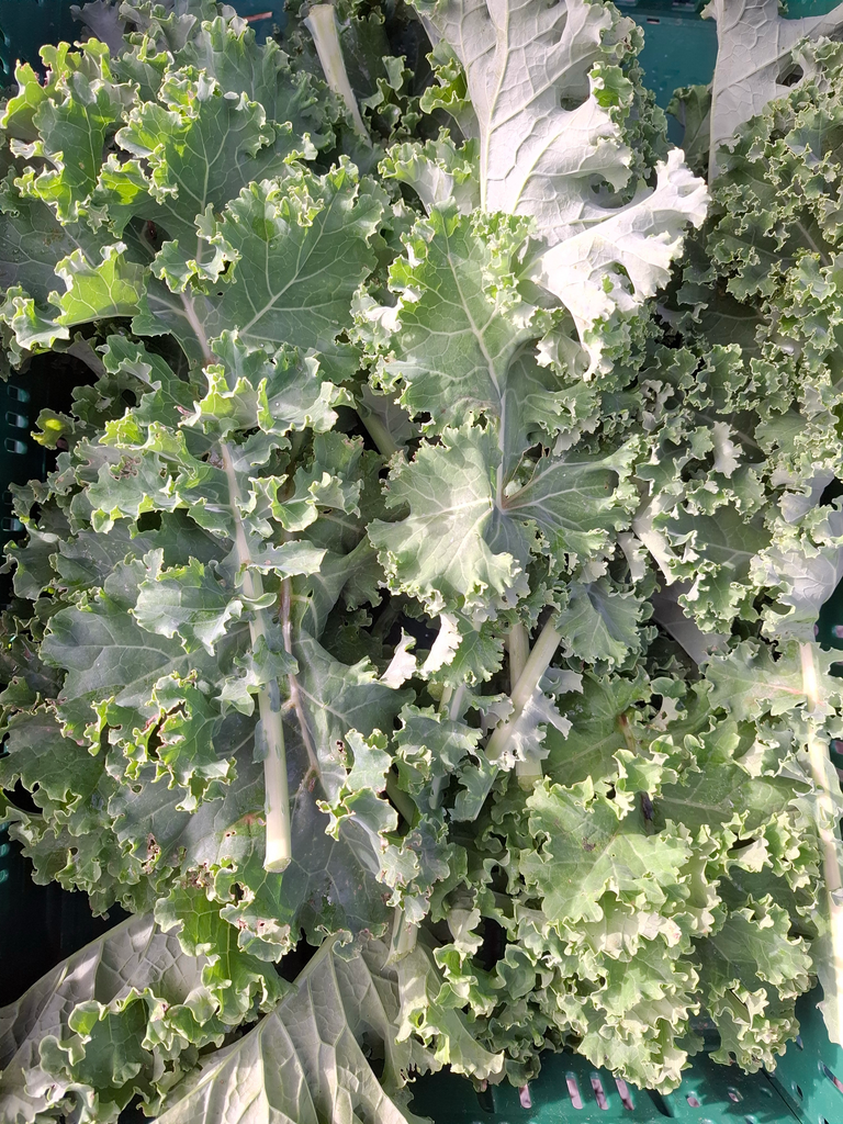 Chou Kale LCR (250gr)