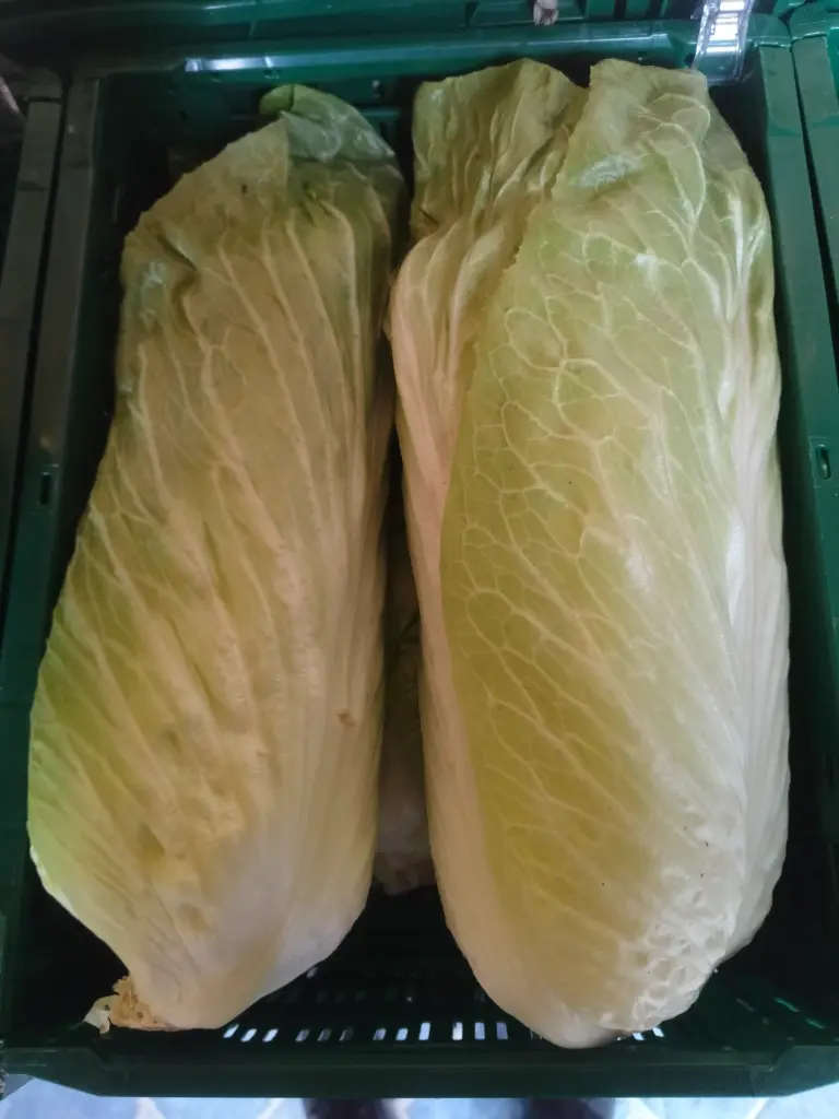 Groenlof BIO (pièce)