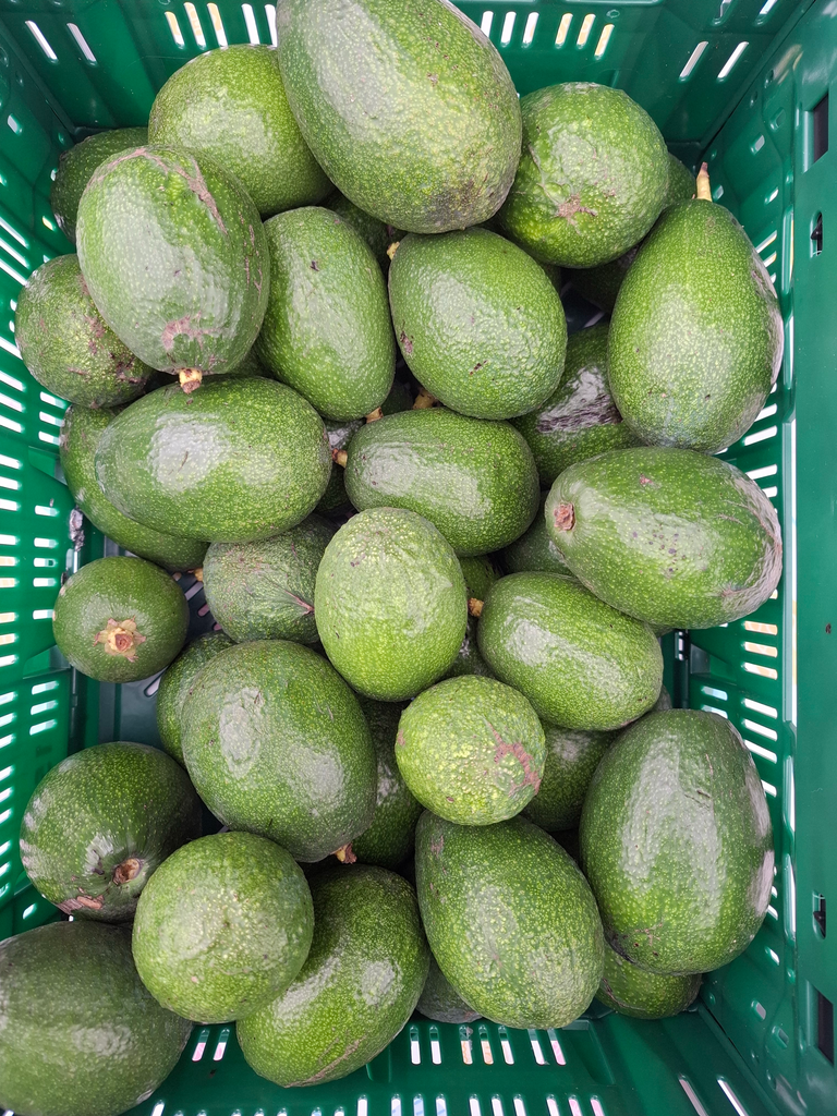 Avocat Bacon BIO (150gr)