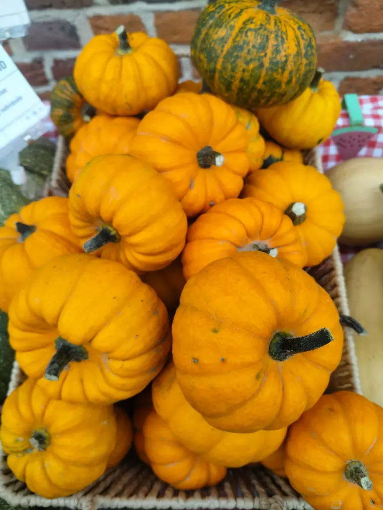 Courge Jack Be Little BIO (600gr)