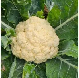Cabbage - Cauliflower BIO (Piece)