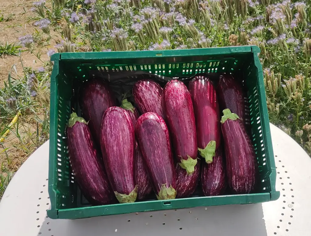 Aubergine Graffiti