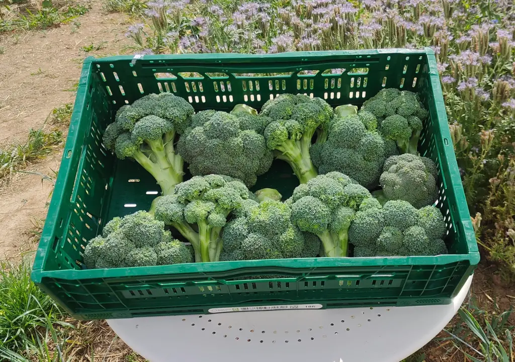 Chou Brocoli BIO (pièce/600gr)