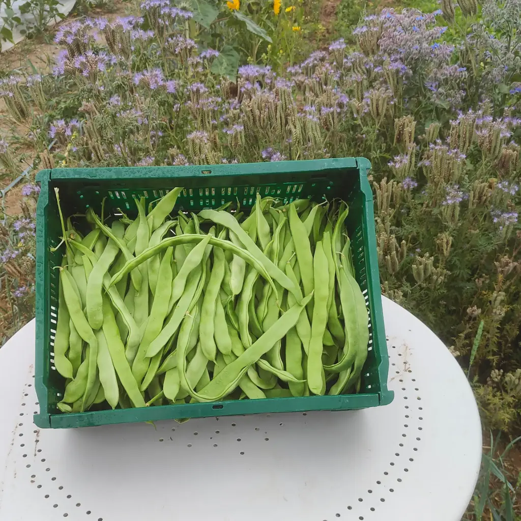 Haricot plat mangetout (250 gr)