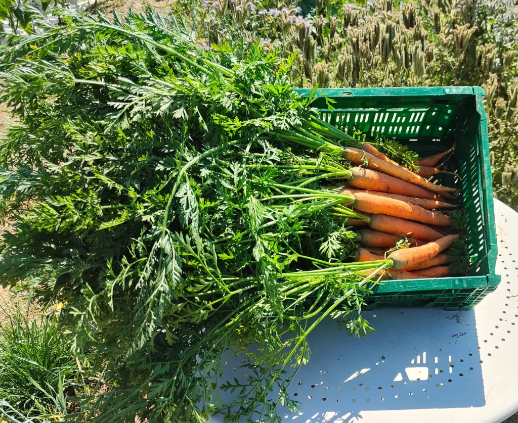 Dolciva Nantes carrot (Bundle)