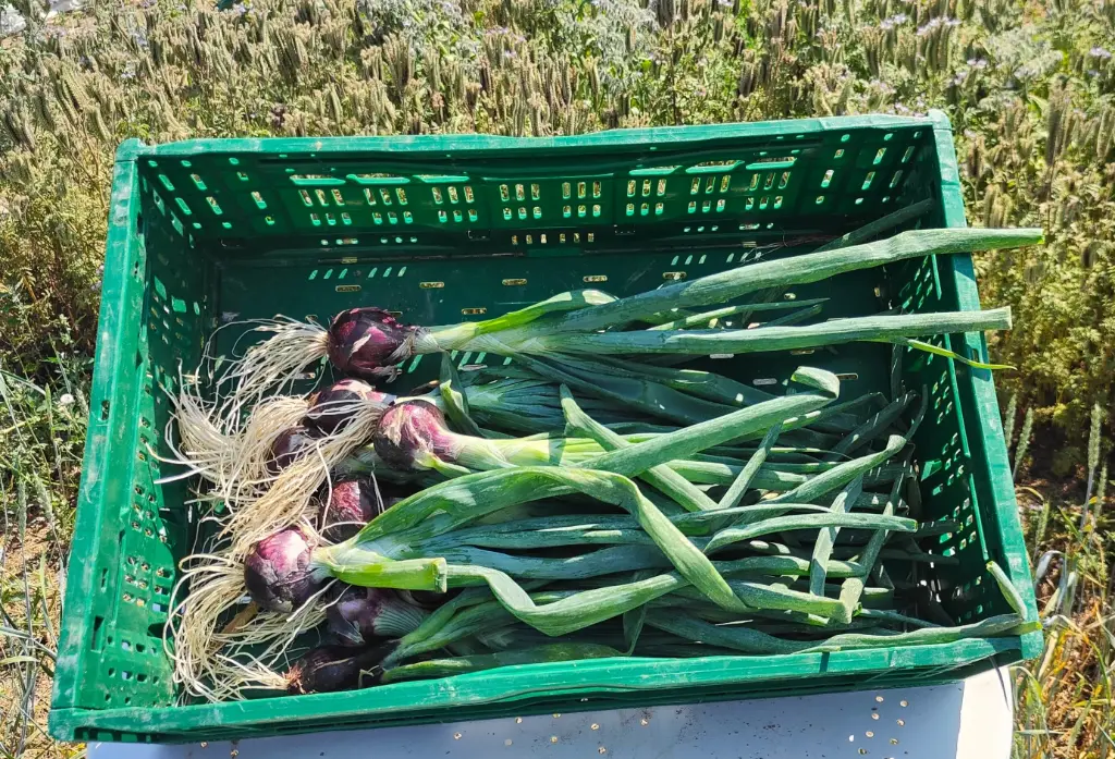 Red onions Red baron (250gr)