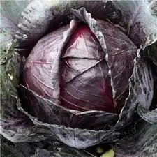 Red Cabbage Amarant