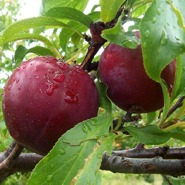 Red plums Mr Hâtif (250gr)