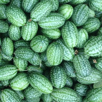 Concombre Zehneria Scabra (50gr)