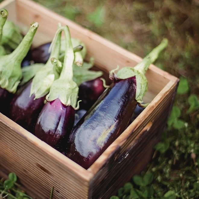 Aubergine (pièce)