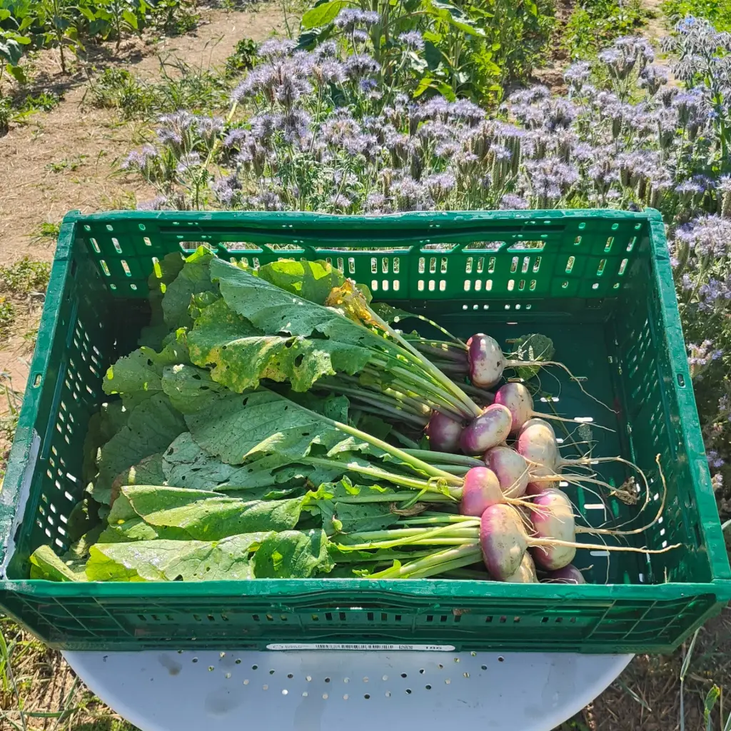 Turnip BIO (250gr)