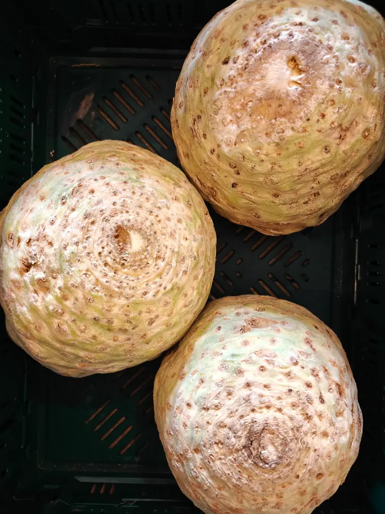 Celeri-rave BIO (pièce)