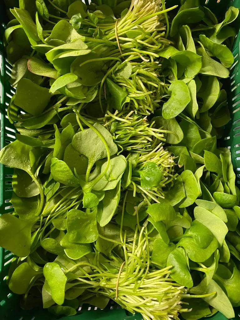Winter purslane LCR (bunch)