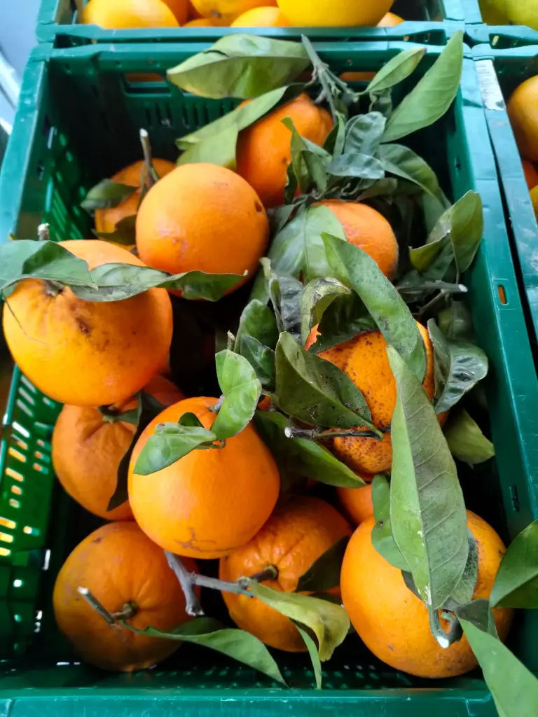 Orange Navel BIO (500gr)