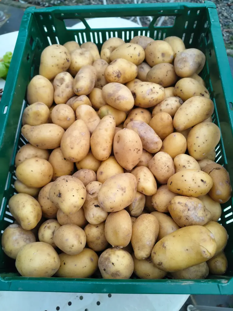 Pomme de terre grenaille BIO (500gr)