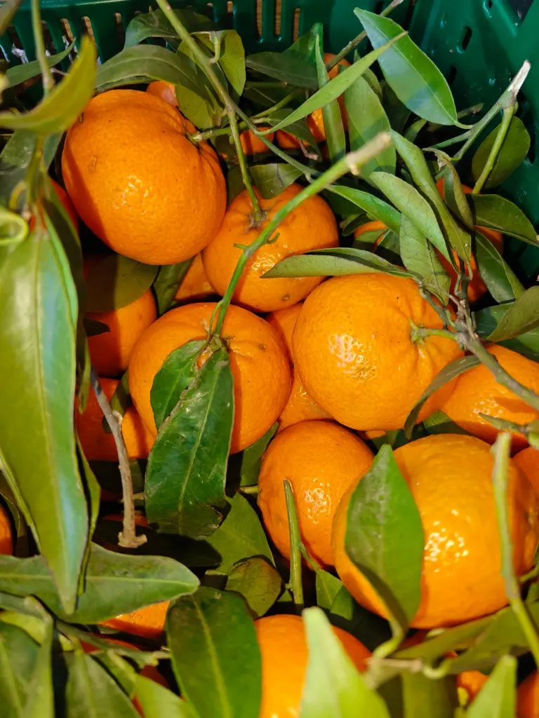 Mandarijn BIO (500gr)