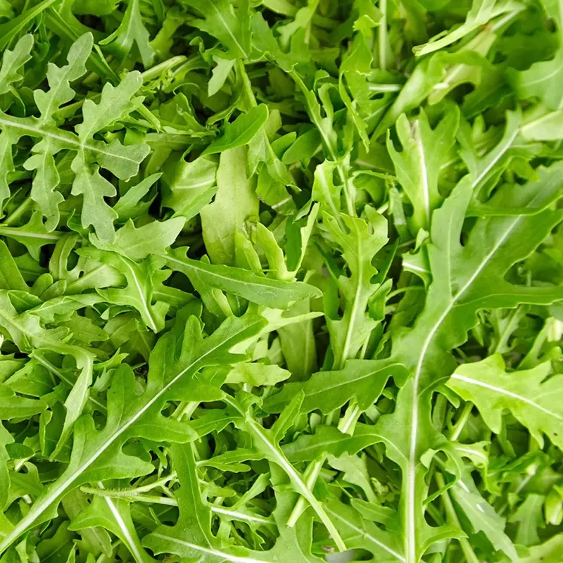 Roquette BIO (Botte)