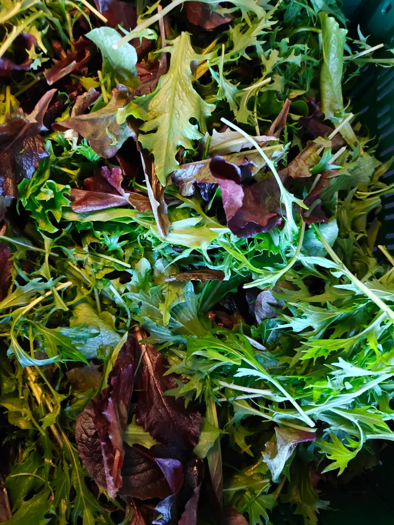 Mesclun BIO (200gr)