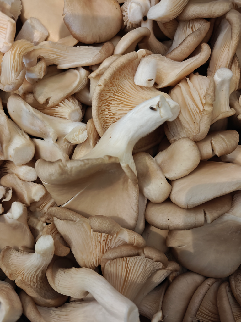 Champignon Pleurote BIO (100gr)