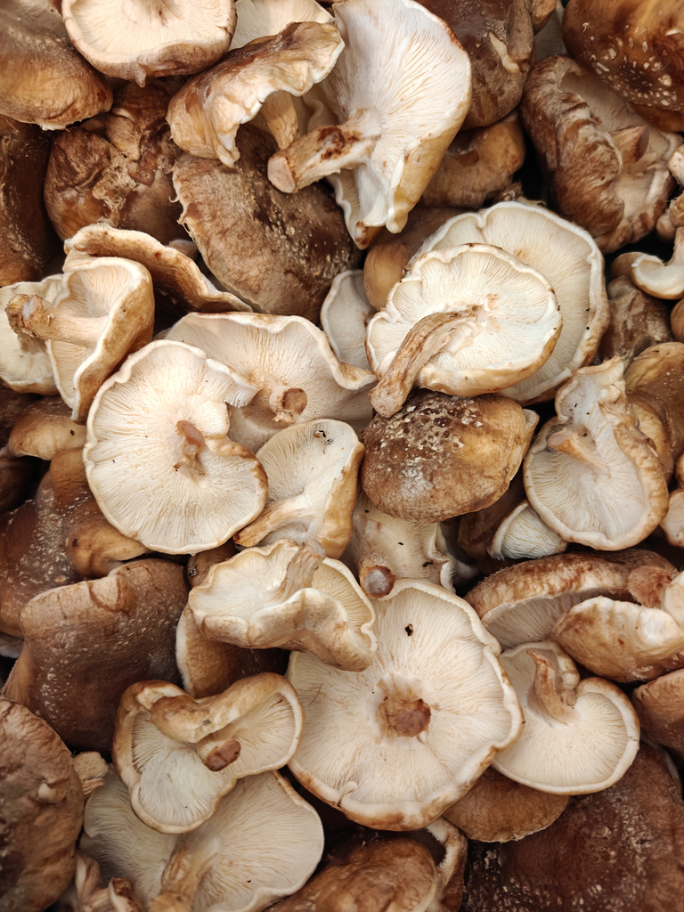 Paddestoel - Shitake BIO (100gr)