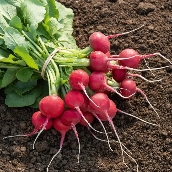 Saxa Radishes 2