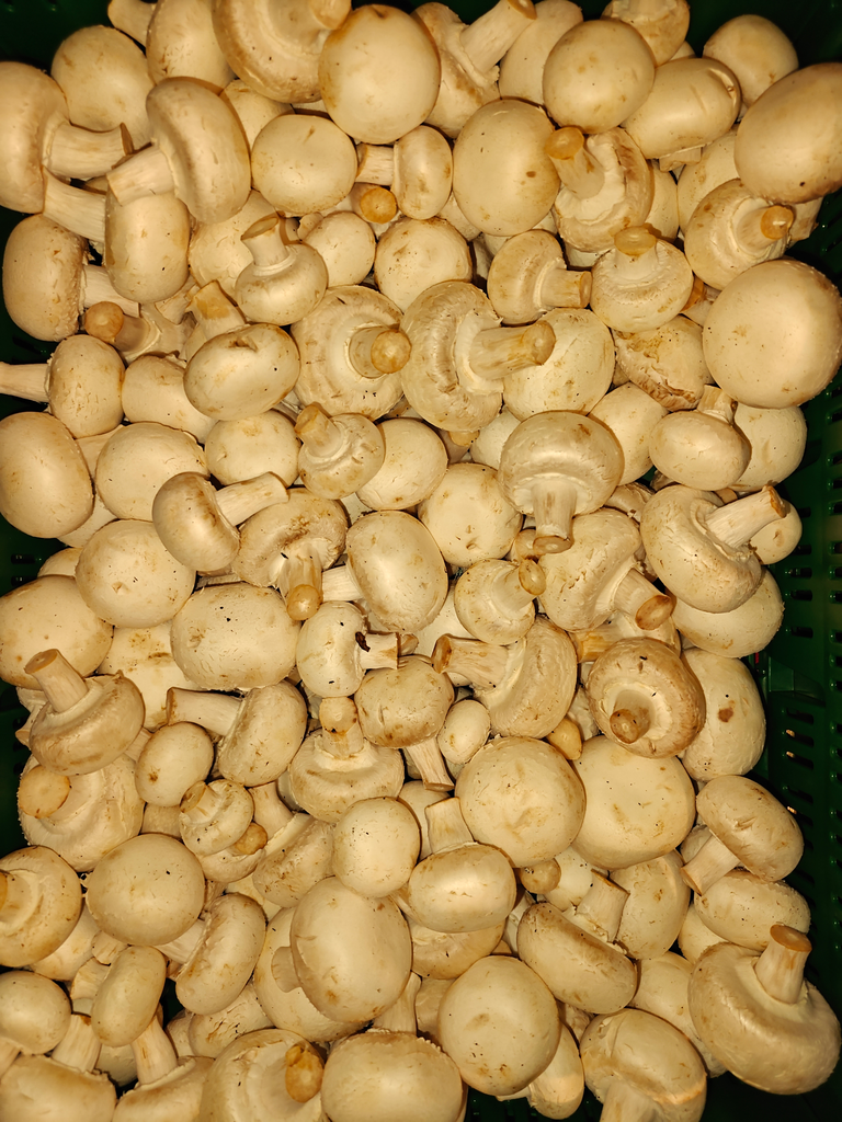 Champignon blanc BIO (100gr)