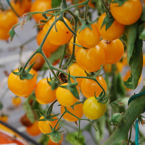 Plant - Tomate Gold nugget