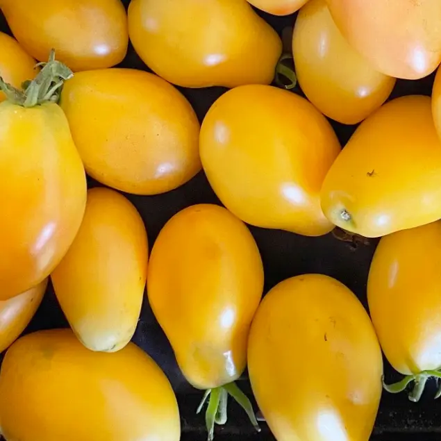 Plant - Tomate Téton de Venus