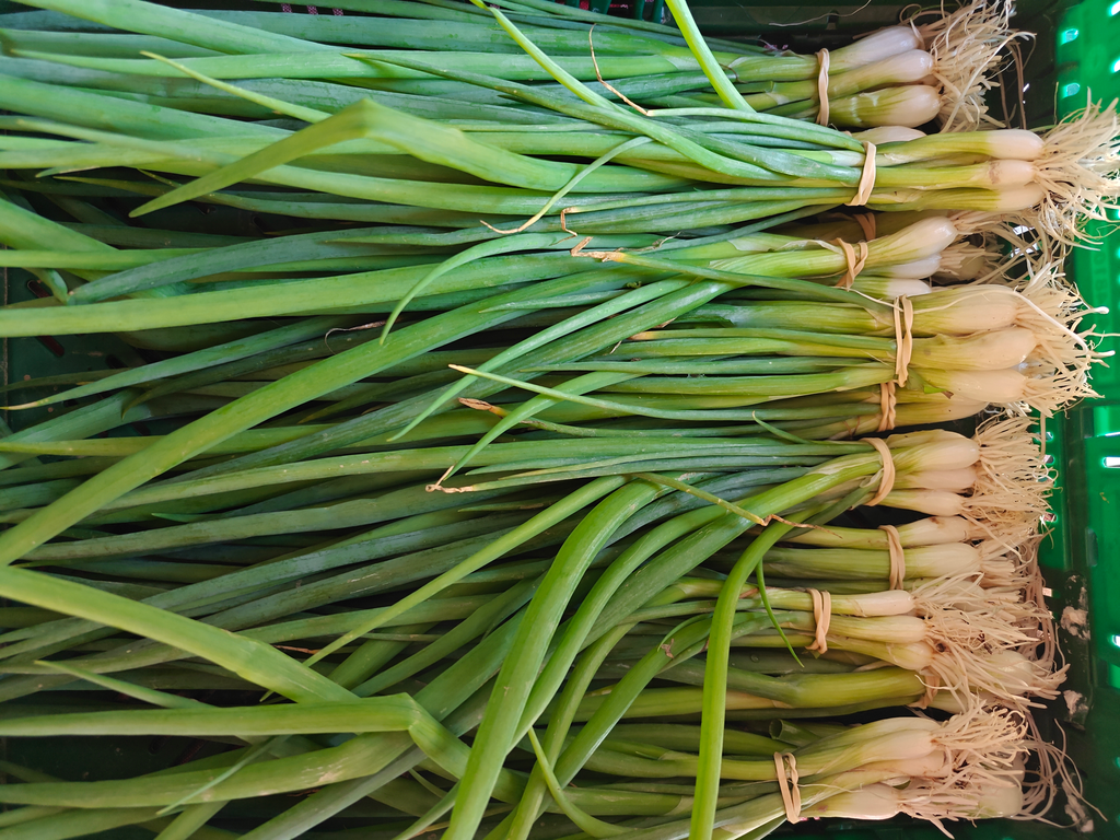 Onion Chives BIO (bunch)