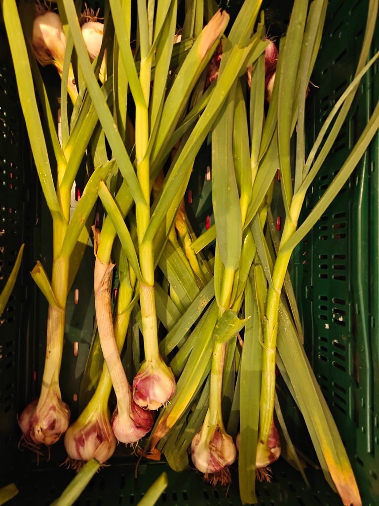 Knoflook - vers LCR (100gr)