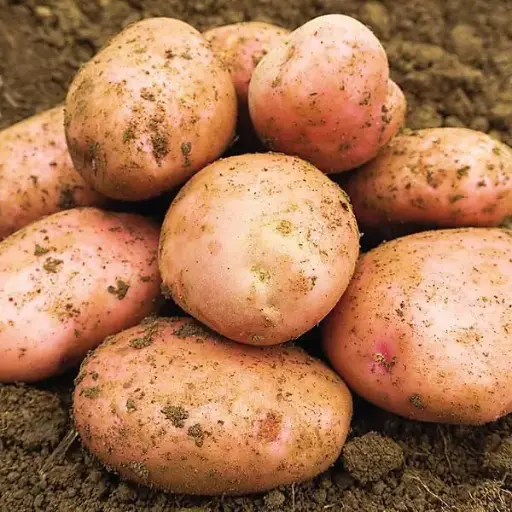 Pomme de terre Alouette (Nouvelle) BIO (500gr)