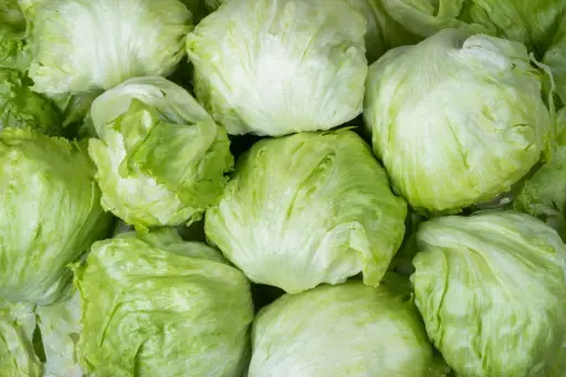 Laitue Iceberg BIO