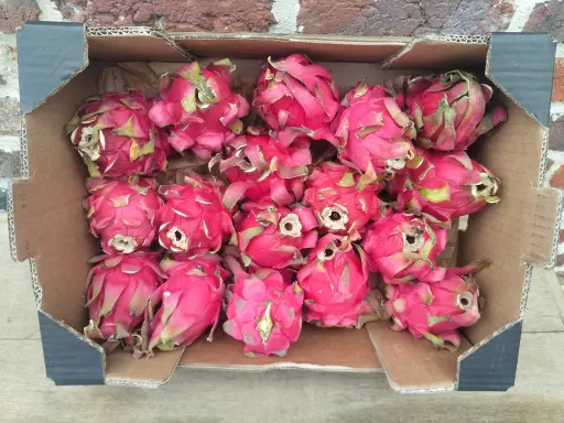 Pitahaya "Dragon fruit" BIO (Stuck)