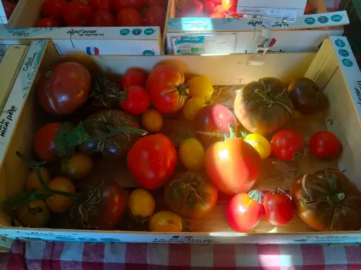 Tomate ancienne LCR (500gr)